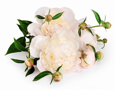 ¿Para qué sirve un software para una Floristería?